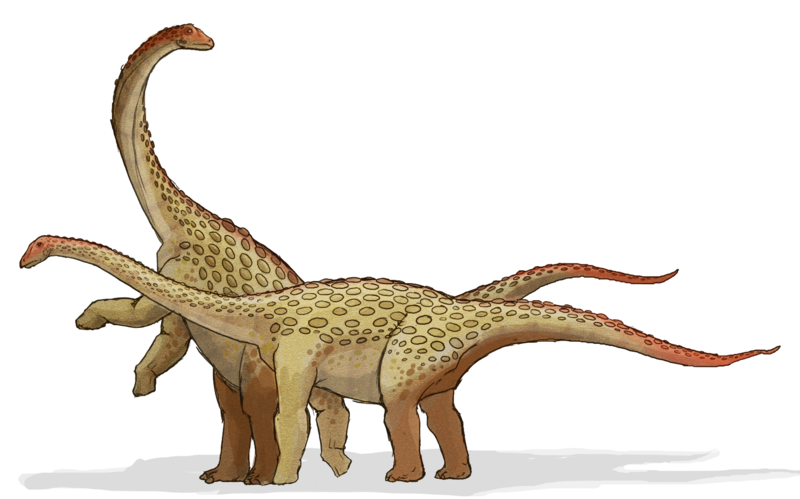 RevMattK's tweet photo. Dinovember, day 3: Saltasaurus loricatus.
Size: 42' long, 7.5 tons.
Ecosystem: Lecho Formation, Argentina, 70 ma.
Basically, this was a 40-foot-long animal that still had to have armor plating because the late Cretaceous did not mess around. https://t.co/638a5e1Sm7