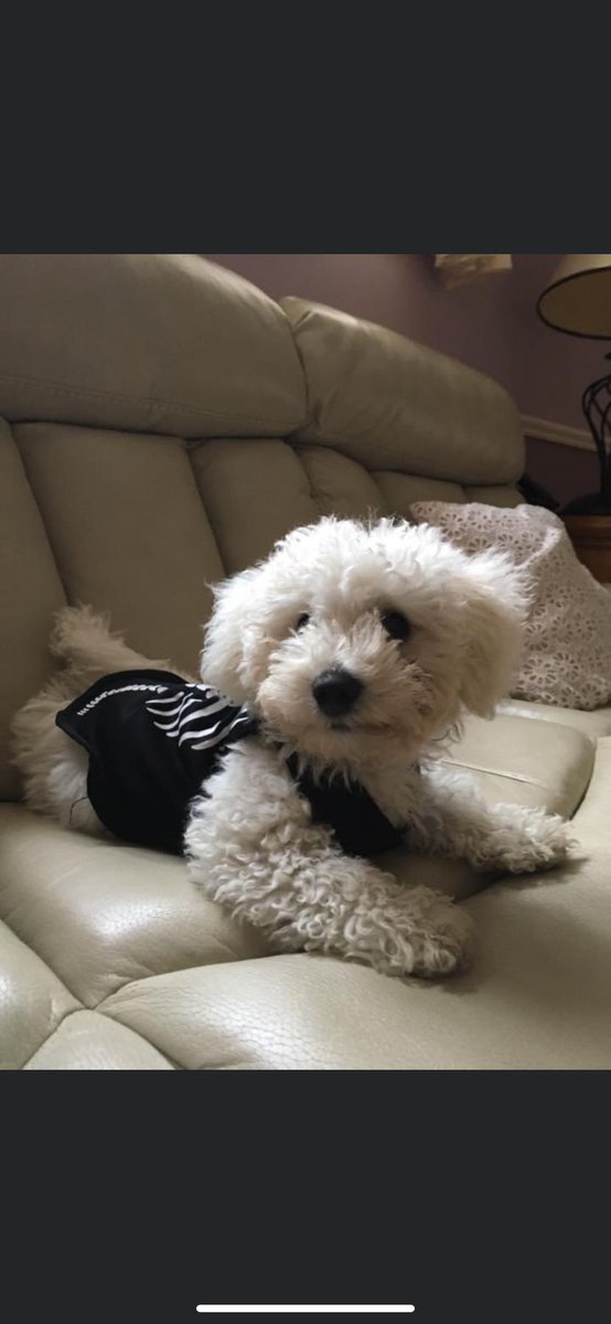 John Mcc 🙋➕️🐶 Buddy. 💚☘️ tweet media