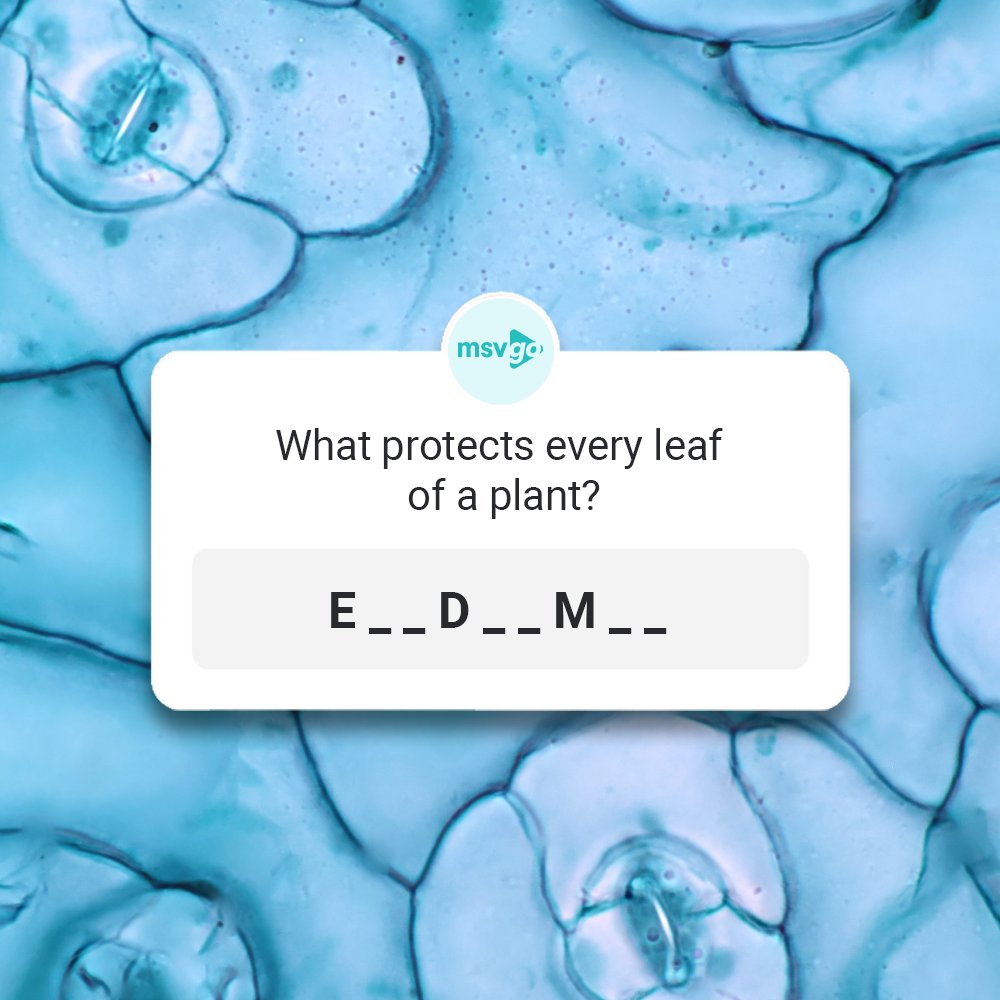 MSVgo's tweet image. Every @msvgo champ knows that this doesn’t stand for a popular music genre😜
#MathSciCheck #science #studygram #guesswhat #biology #plantkingdom