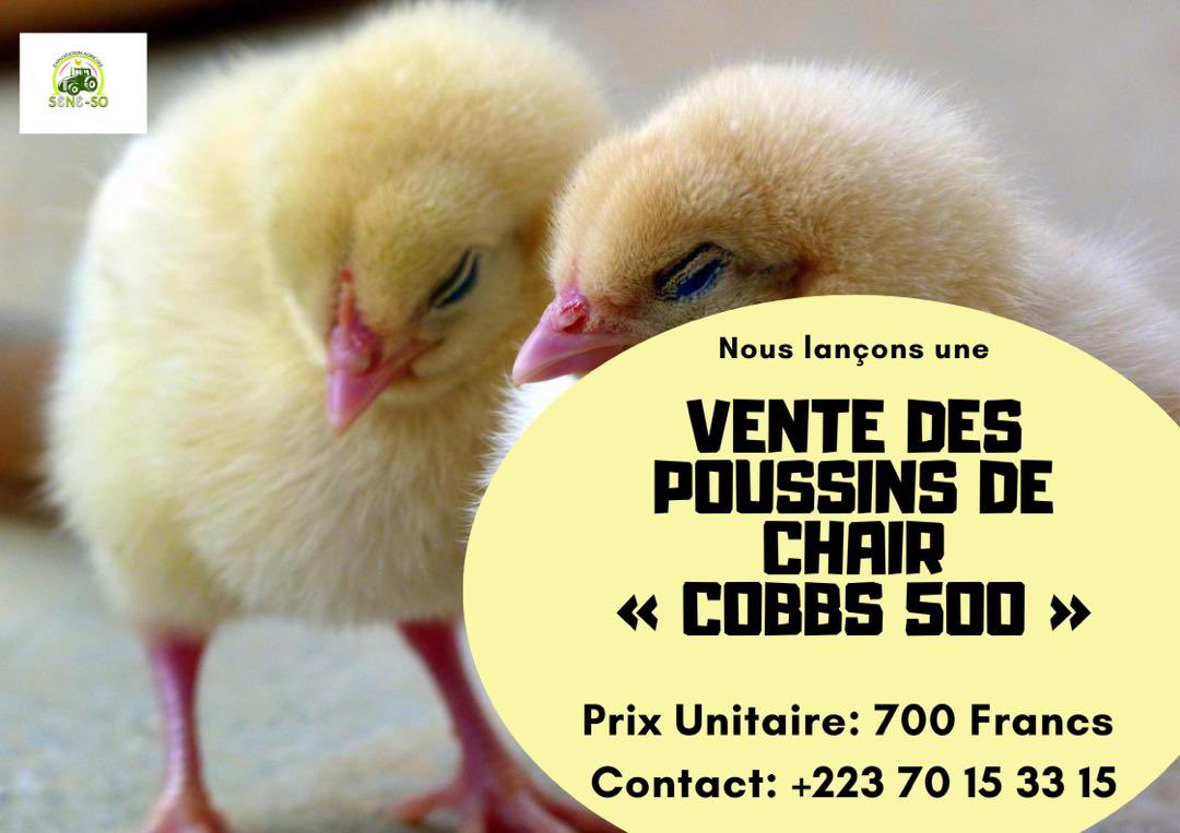 seneso223's tweet photo. Des poussins de chair « COBBS 500 » disponibles désormais chez SENE-SO chaque lundi et jeudi.

Nous prenons les commandes en avance 

NB: Paiement de confirmation nécessaire !

Commandez au +22370153315 (disponible sur whatsapp).

#SeneSo https://t.co/jfpYpDl6XI