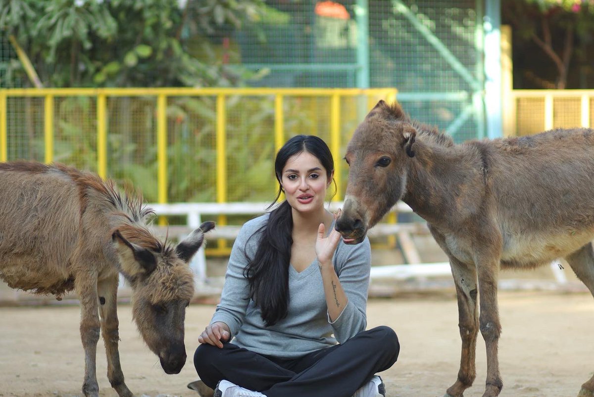 a_chundrigar's tweet image. My day job involves hugging rehabilitated baby donkeys that have endured severe abuse #animalrescue