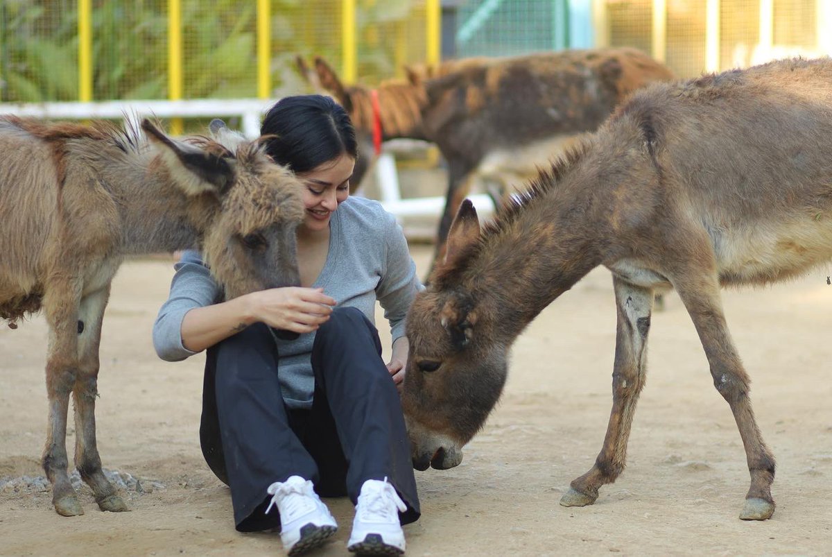 a_chundrigar's tweet image. My day job involves hugging rehabilitated baby donkeys that have endured severe abuse #animalrescue