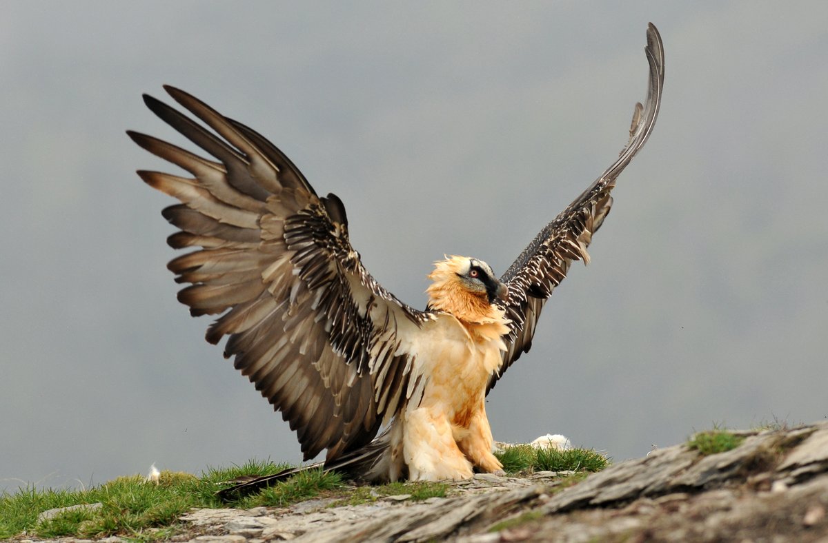 #Biodiversité 🦅| Le service technique de la #DGAC met à disposition des pilotes les zones de sensibilité majeure de grands rapaces. Objectifs: -contribuer à la conservation des espèces menacées -continuer à améliorer la sécurité aérienne En savoir plus: bit.ly/3DXNXgV