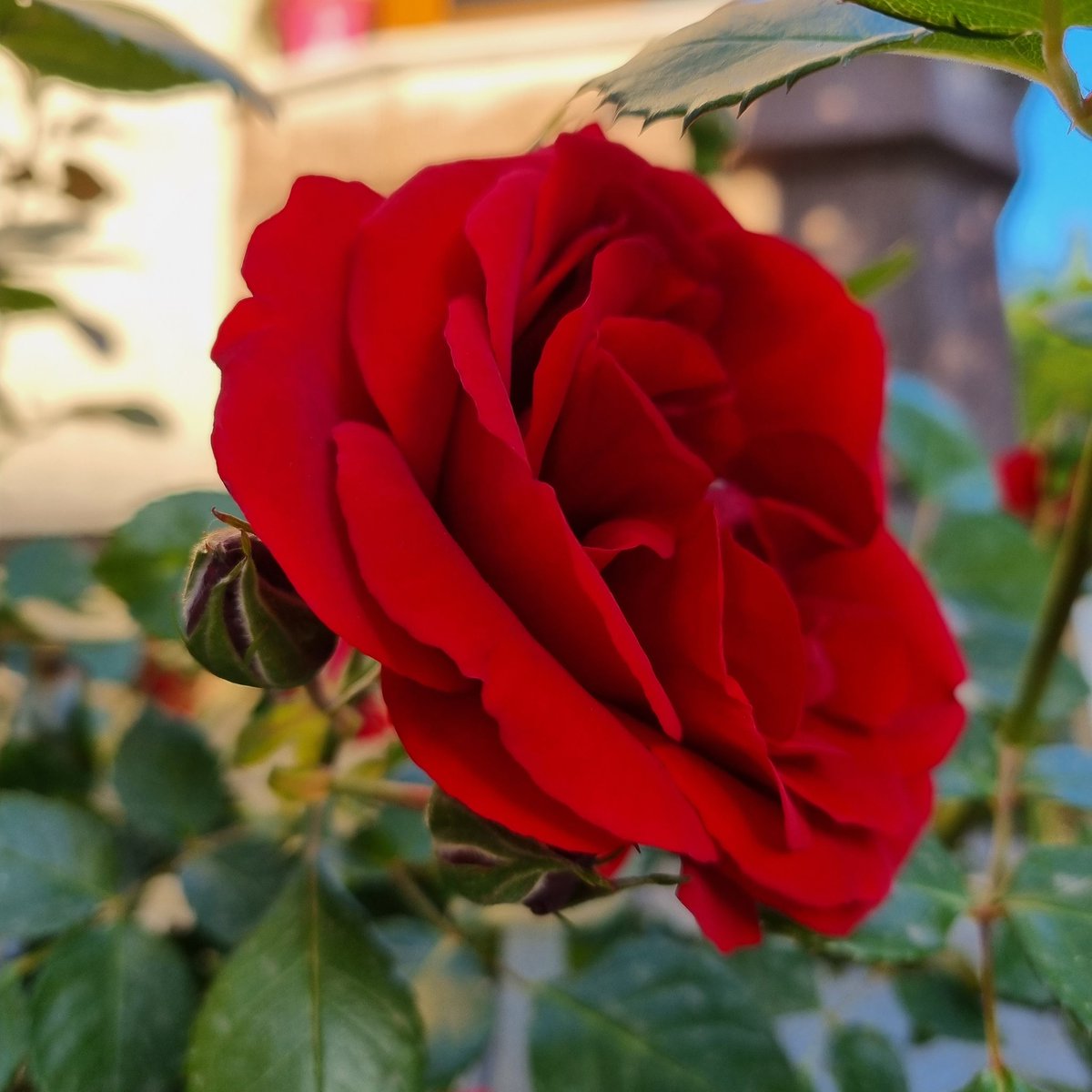 mrbbenmanolya's tweet photo. Kırmızı gül 🌹 #rose #samsungs21plus #mobilephotography #RedRoses #photography #nature #naturelovers https://t.co/5icph7EUbS