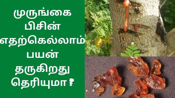 DrAntharangam's tweet photo. எளிய இன்பம் டானிக்! - டாக்டர் அந்தரங்கம்

முருங்கை பிசினை இடித்து தூள் செய்து வைத்துக்கொள்ளவும்.

தினமும் பாலில் ஒரு சுண்டைக்காய் அளவு கலந்து, பவுடர் செய்த கற்கண்டு 1 ஸ்பூன் சேர்த்து சாப்பிட்டு வர ஆண்மை அதிகரிக்கும். 

விந்து முந்துதல் படிப்படியாக குறையும். முகம் பொலிவு  பெரும். https://t.co/lUoDT2krEn