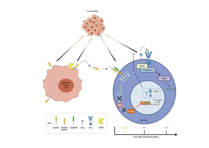 jclinicalinvest's tweet photo. CD200 ectodomain shedding into the tumor microenvironment leads to NK cell dysfunction and apoptosis: https://t.co/ok6hKsJyZW
@cardiffuni
#Oncology #StemCells https://t.co/0Le9VF8OMK