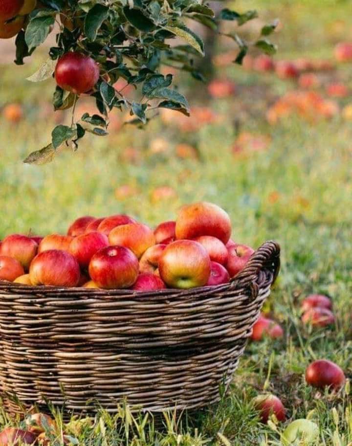 땅에
씨앗을 뿌리면

몇 알은 썩고
몇 알은 새가 먹고

몇 알만 틔어나
열매를 맺어줍니다

그 몇알이
잃어버린 나머지를 채워주지요

뿌려도 썩는다고
새가 먹어버린다고

아예 씨앗을 뿌리지 않는다면
하나의 열매도 얻지 못 합니다

실패가 없는 성공은 없습니다.🖊

지나간다 다 지나간다-