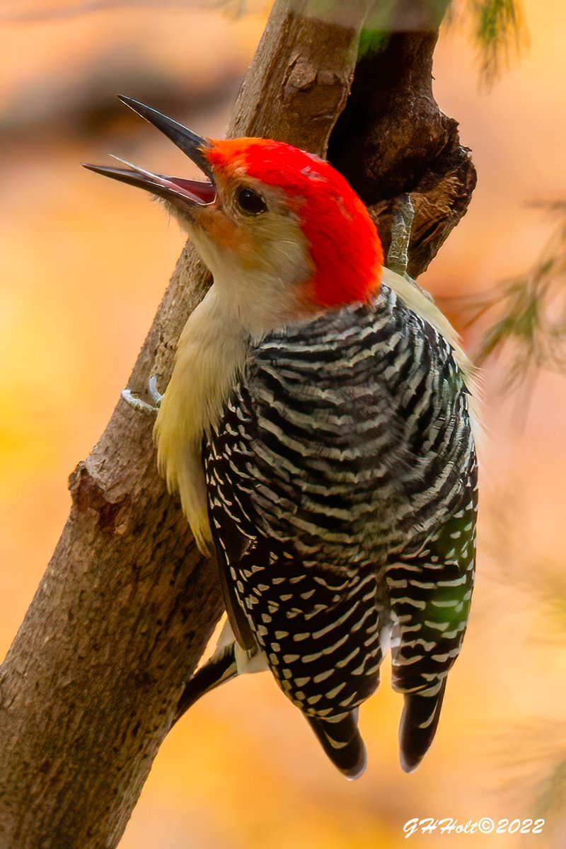 A Red-bellied Woodpecker telling a little Downy Woodpecker where to go while he is working on his tasty hole.
 #TwitterNatureCommunity #NaturePhotography #naturelovers #birding #birdphotography #wildlifephotography #RedBelliedWoodpecker #woodpeckerodtwitter