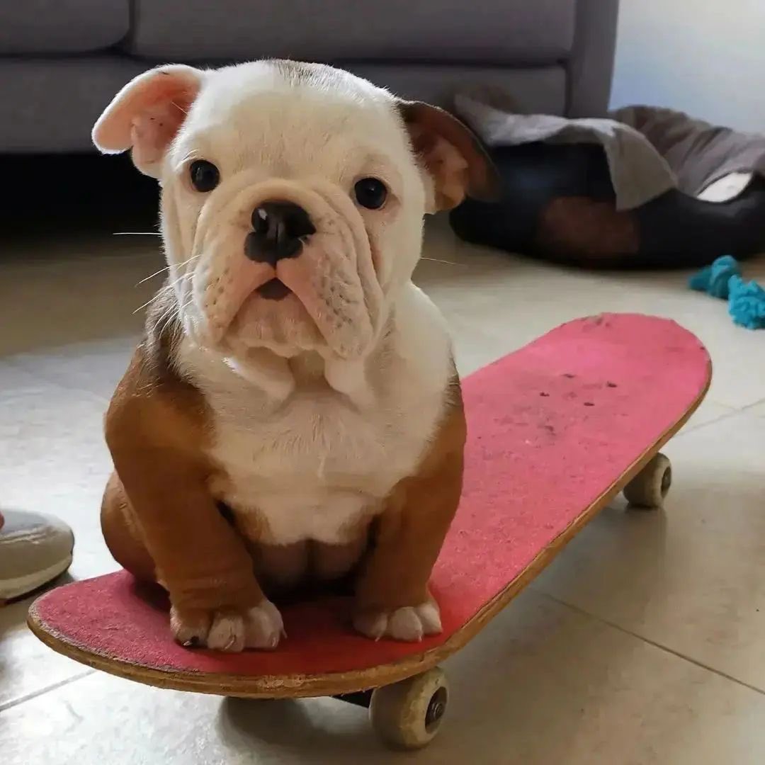 BulldogGardenUS's tweet photo. hi…! I just wanna say “don’t be sad. everything will be alright” 😃
#buldogs #Bulldog #bulldoglover #bulldogpuppies #dogs #dogsoftwitter https://t.co/TJunYNi8Jn