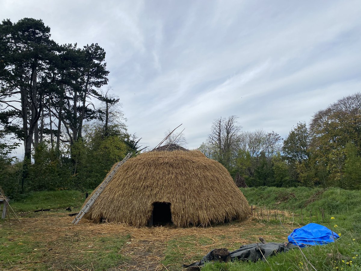 Our early medieval roundhouse thatching in oaten straw progresses