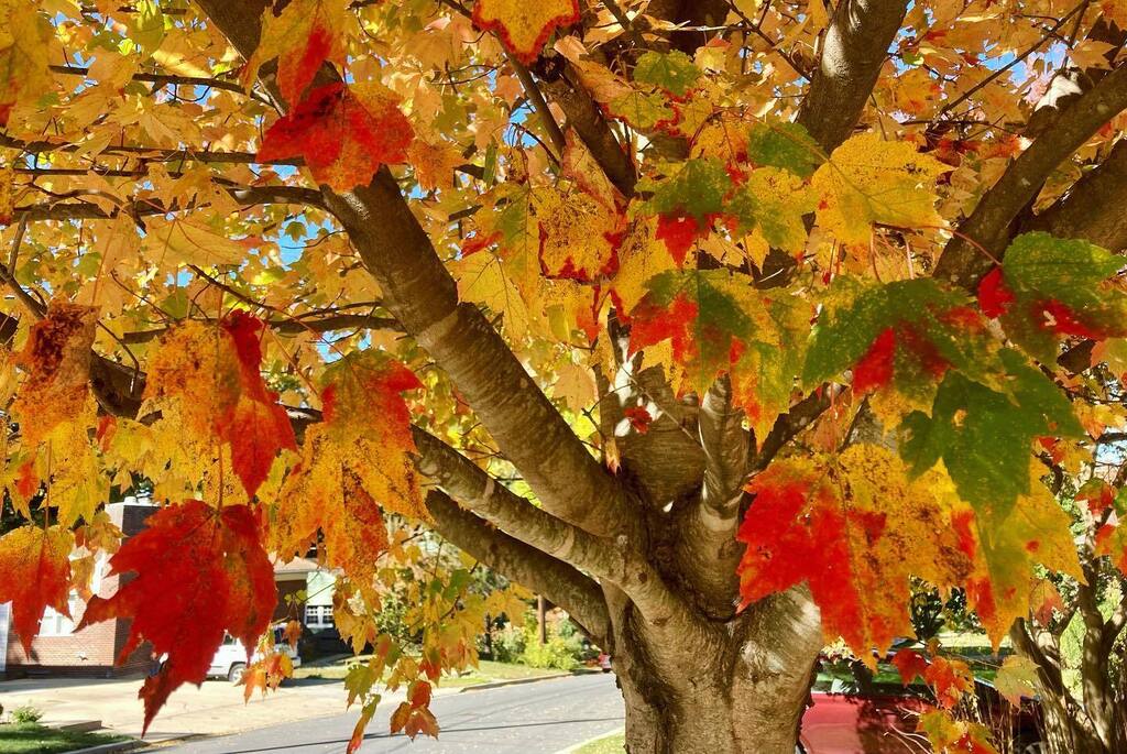 TravelGalCFC's tweet photo. Love the multicolored leaves on my neighbor’s tree! 

#washingtondc #autumn #walk #nature #leaves #fall #november #getoutside #maryland #takomapark #autumnleaves #dmv #tree #foliage https://t.co/2w1EcFeO50 https://t.co/DxM3ctTJmZ