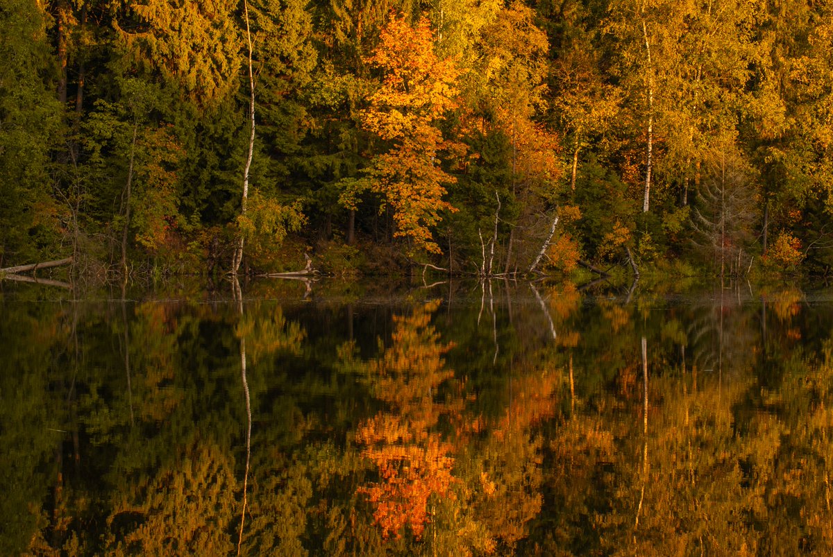 creowork's tweet photo. #nature #autumn #lake #forest https://t.co/YijVvd3BQM