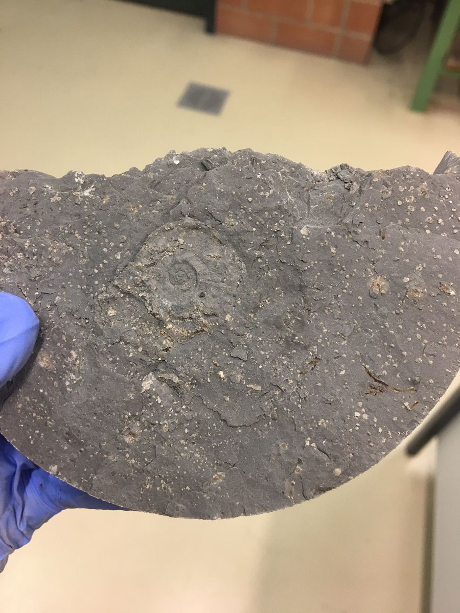 geomecha_EPFL's tweet photo. A research lab can be hard work but also rewarding, and sometimes it surprises you! Today we found an unexpected but beautiful Jurassic shell fossil amongst our opulanus clay sample. Life from an ancient shallow sea, 300m beneath our feet. 
#LMSrocks #GeoEngineering #PhD #postdoc https://t.co/jwWvckvzB8