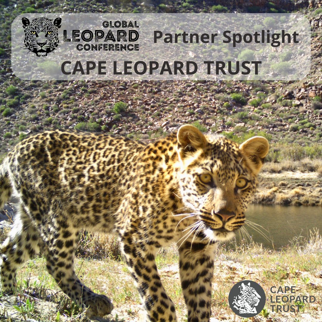 LeopardConf's tweet photo. #GLC23 Partner Spotlight ~ @Cape_Leopard Trust
The #CapeLeopardTrust is an environmental NPO/NGO based in the Western Cape, SA. They facilitate & promote the conservation of biological diversity, with a focus on the #leopard as a flagship species. More at https://t.co/QIvfq8O1p4 https://t.co/98yOwrCbIF