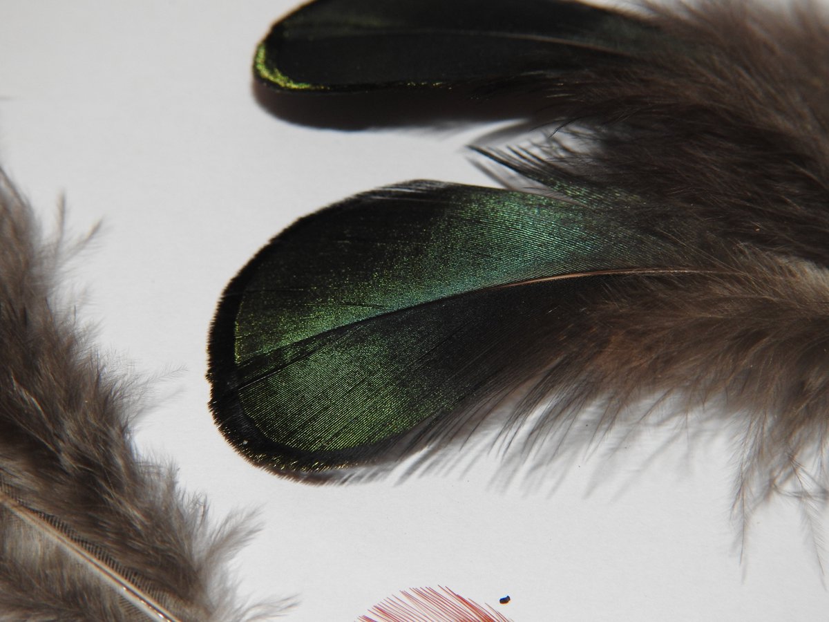evolgenCIBIO's tweet photo. PhD student position open - deadline in 10 days

Our group @CIBIO_InBIO looking for a student to focus on single-cell omics methodologies applied to feather and colour patterning morphogenesis. https://t.co/Xeqpb1eI2U Deadline November 14 https://t.co/VNABVSUQzv
