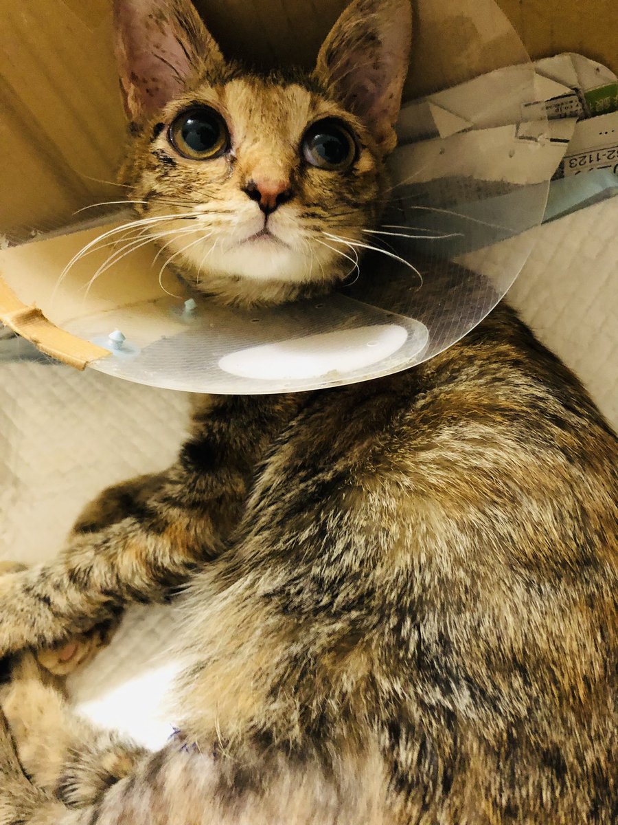 achachapen's tweet photo. オタ活とは関係ないですが🙇‍♀️
《拡散希望🙇‍♀️》
どなたか関西、大阪付近で猫の皮膚病に詳しい獣医さんを知っていたら情報ください🙇‍♀️生後半年の仔猫ですが、以前から皮膚が弱く、少し引っ掛けただけで皮が剥けたり怪我をしたりの繰り返しでここ数日少し毛繕いするだけで皮膚が剥がれてしまい毎日通院縫合 https://t.co/H5TTyHvuPe