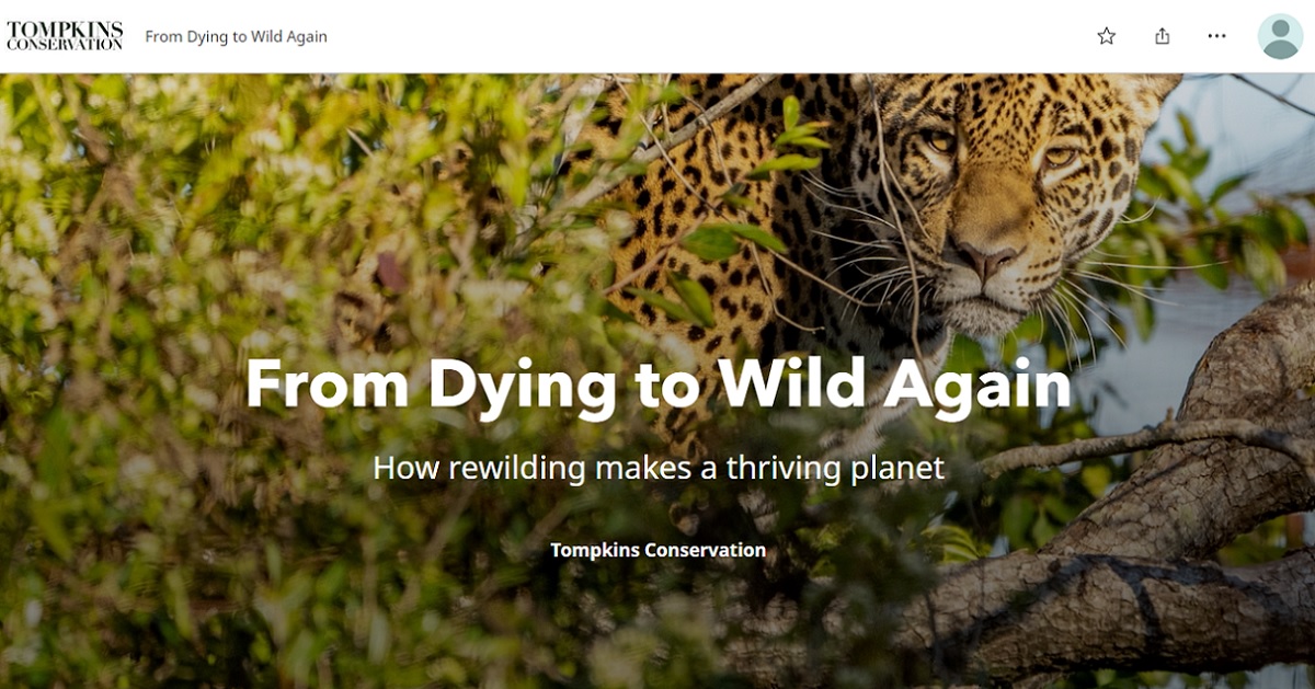 Earth, humanity and nature are inextricably interconnected. To restore us all back to health, we need to "rewild" the world, says conservationist Kristine Tompkins.
Learn about rewilding success stories in this powerful story map from @TompkinsRewild  ow.ly/TBc850LsqyV