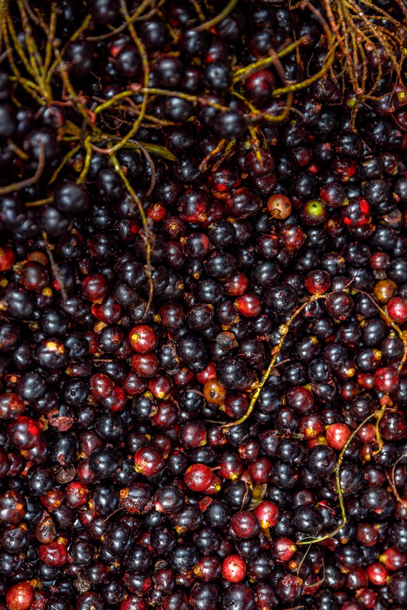 inst_humboldt's tweet photo. 🍇¿Sabías que la palma de corozo tiene usos potenciales en 7 sectores de la #bioeconomía?
Actualmente, los productos derivados de esta palma son de bajo o intermedio valor agregado, como bebidas, conservas y licores.
Te contamos en este Hilo 🧵👇
#ElDato https://t.co/G5eUkxvJGf