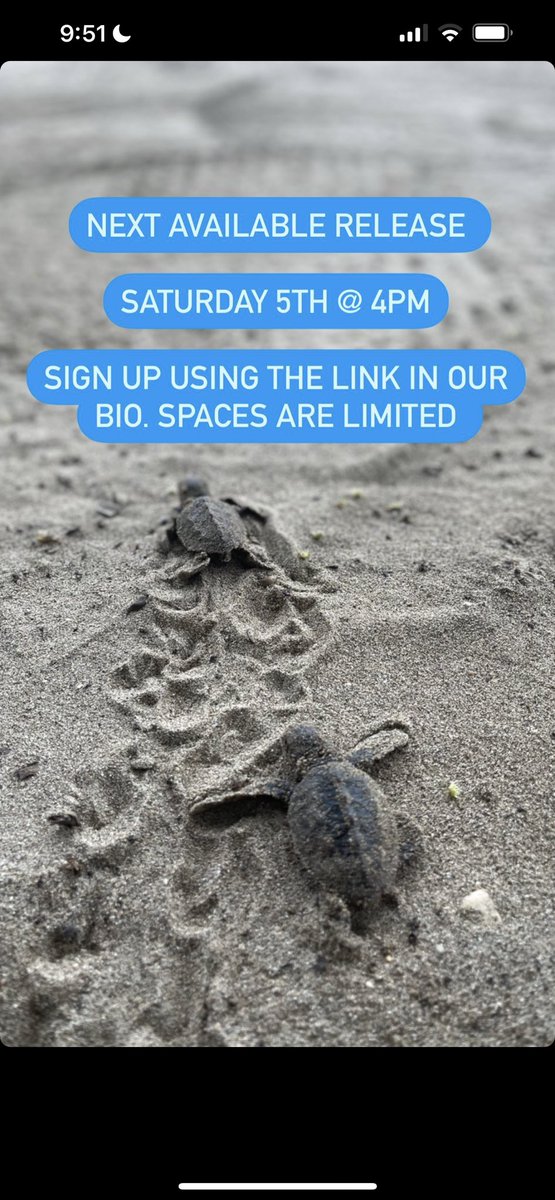 Oracabessa Bay Sea Turtle Project (@oracabayturtles) on Twitter photo 