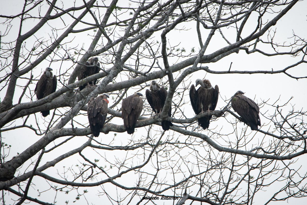 ParveenKaswan's tweet photo. A committee. This is what a group of perching vultures is called as. Guess why !! https://t.co/LEZFlfYAd4