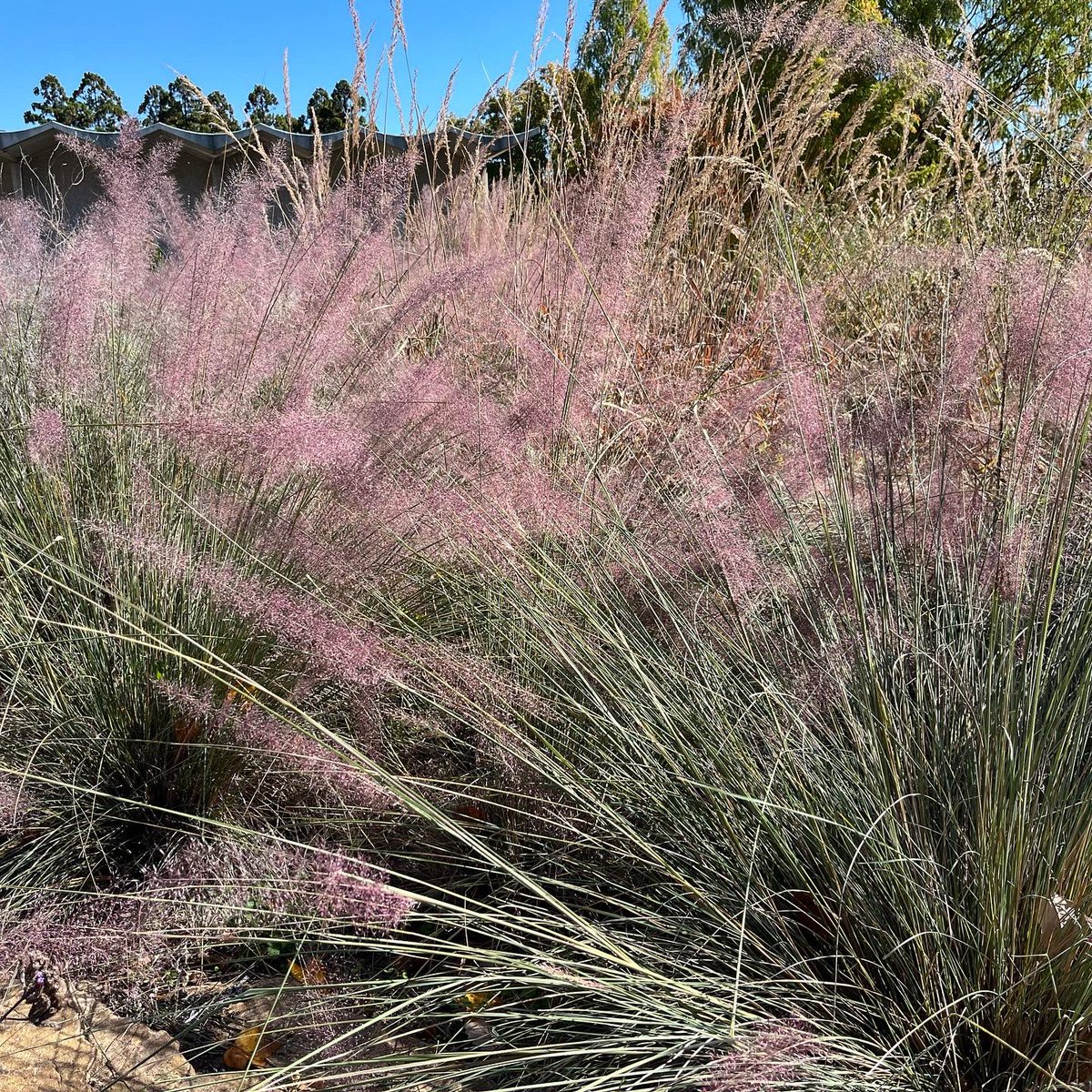 WDCGardener's tweet photo. Pink Muhly grass is my favorite ornamental grass. First pic is the parking garden at #brooksidegardens with Brazilian Verbena mixed in. The other pics are from the parking circle garden at the @fonarboretum.  #gardendc #dc #dmv #muhlygrass #pinkmuhly #ornamentalgrass #nativeplant https://t.co/RBpBUYbPui