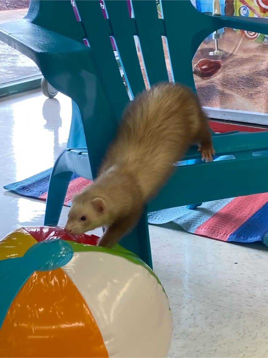 PSPHollywood's tweet photo. Sammy stopped by the dr Marty event https://t.co/yU0gE0Y30P