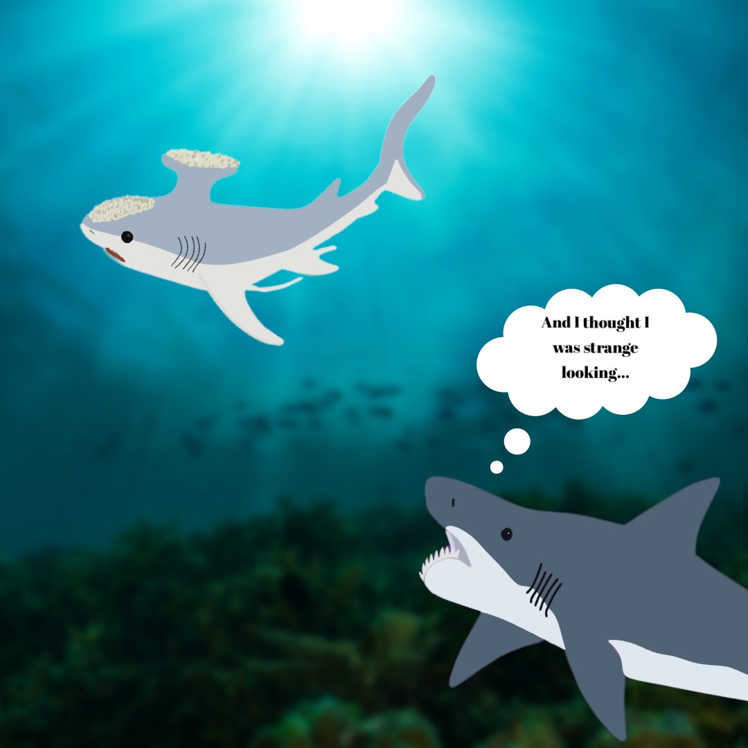Sharks4Kids's tweet photo. #prehistoricthursaday
Without cheating! Do you remember these two bizarre prehistoric shark's names?
(Bonus points if you can remember fun facts about them that was shared on our platform!)
#sharkeducation #prehistoricsharks #prehistorichumor https://t.co/RgW8hyM9lv