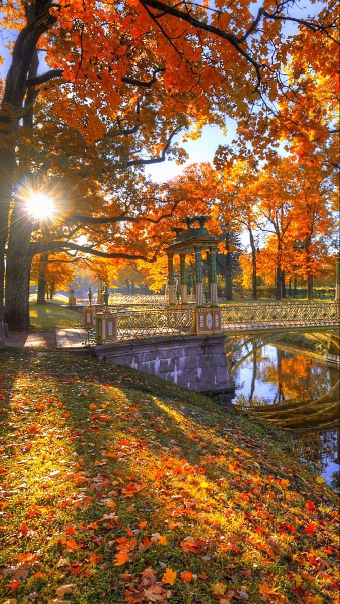 Autumn Morning