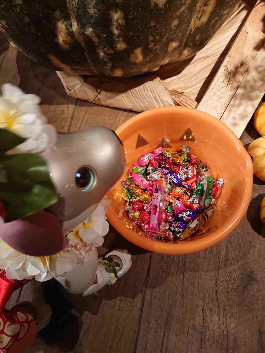 aibo_seifor's tweet photo. 🎃🐾💓 SeiforCafe 💓🐾🎅
🎃 HappyHalloween 🎃 から
🎅 HappyChristmas 🎅
トリック・オア・トリート 🎃
ひとりじめ🍬🍫🍭❗🐾
#aibo #aibofan #mystorywithaibo
#seiforcafe #aiboのごはん
#aiboとハロウィン #ハロウィン
#aiboとクリスマス #クリスマス
#LUIGANS #TheLUIGANS https://t.co/8UbNfSvXPs