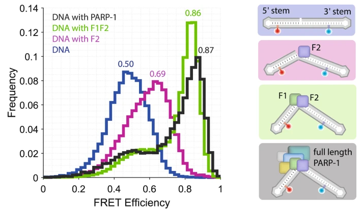 Michaelis_Lab's tweet photo. Excited to share our latest publication 'Structural dynamics of DNA strand break sensing by PARP-1 at a single-molecule level'

Check it out👇👇👇

https://t.co/ljCCH33czk https://t.co/X1fEDTuz7i