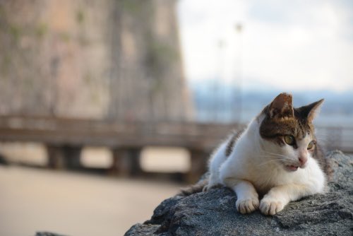 WilMochileando's tweet photo. Importante. Hoy hay otra reunión en el teatro del fuerte San Cristóbal de 6:30- 8:30pm con el NPS en el que los sanjuaneros nos podremos oponer al cruel e inhumano plan de matar los gatos del Viejo San Juan. Por favor, participemos y mostremos oposición a este plan. https://t.co/ucLbfvvT02