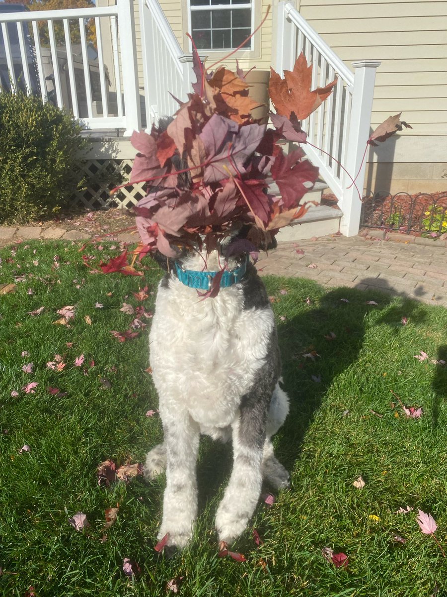 MelanieLaber's tweet photo. @bunsenbernerbmd Chet, goofball (but really a school therapy dog) https://t.co/1cjxSMC4ho