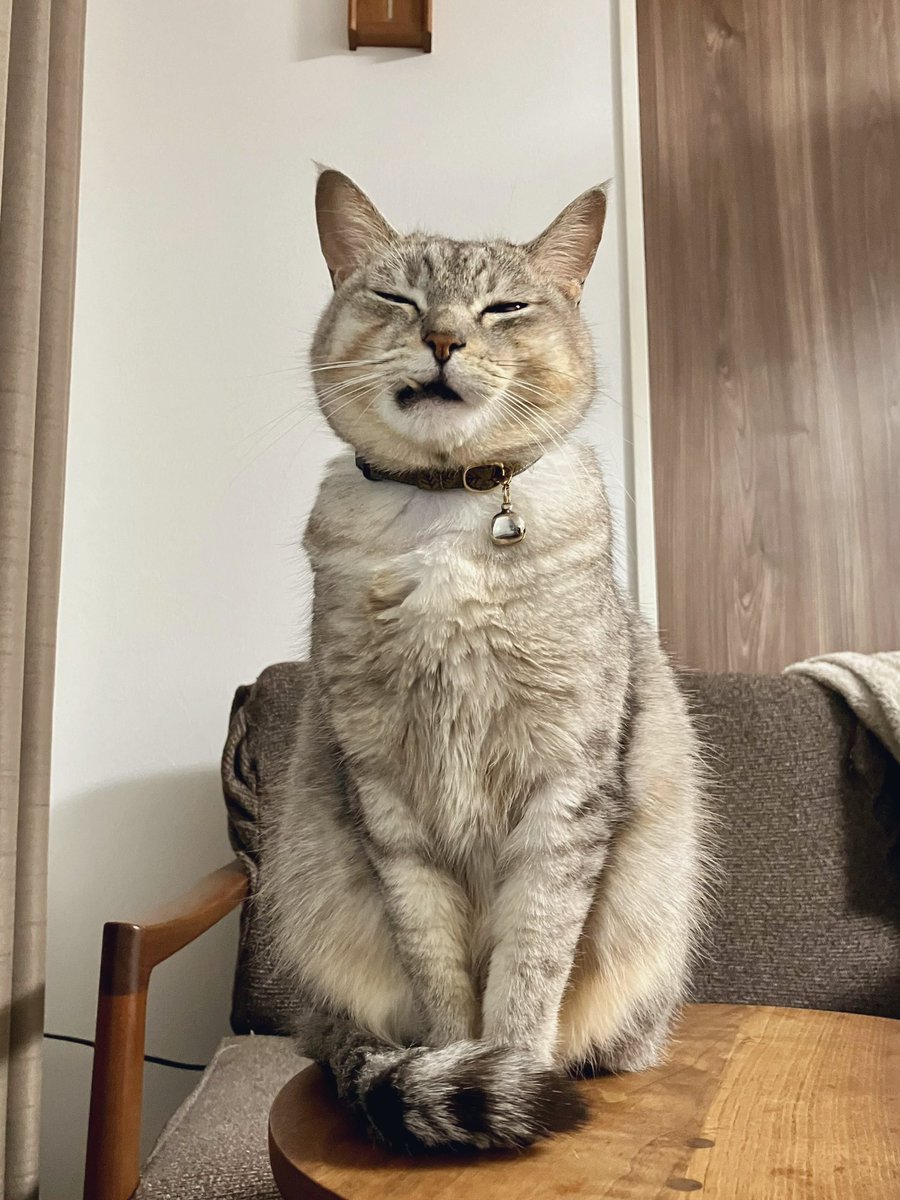 まだやってます。猫はふっくらしています。 