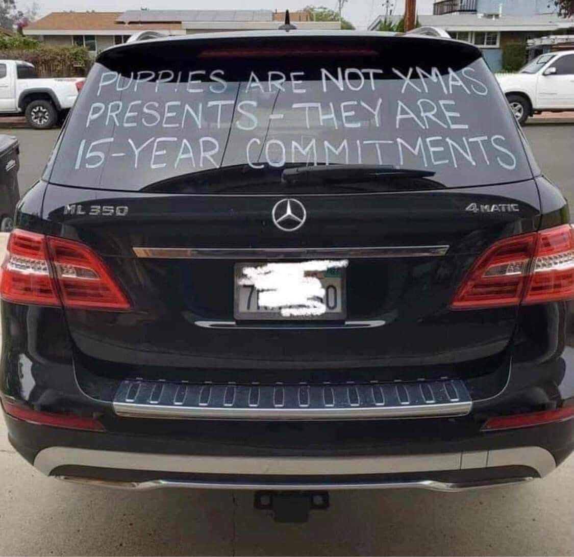 Doggo Info Tweets tweet media