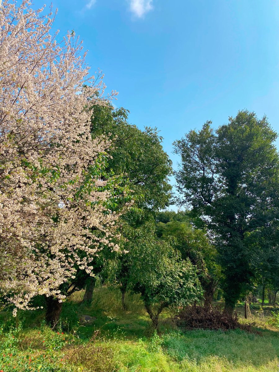 🌸🏔️🌤️

#HimachalPradesh #Palampur