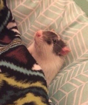 _emarli's tweet photo. How do I get over the anxiety of starting my twitch up again after a long break? Send help 🥲 https://t.co/9ZrBUefWZT