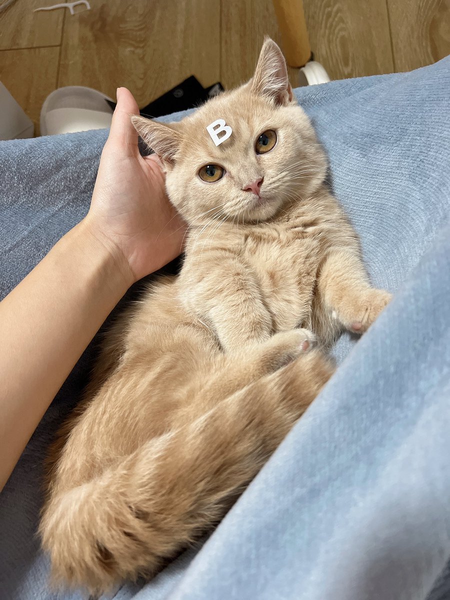 bb猫，家里最吵的猫 https://t.co/I23WSBfbOW