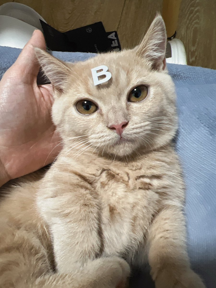 bb猫，家里最吵的猫 https://t.co/I23WSBfbOW