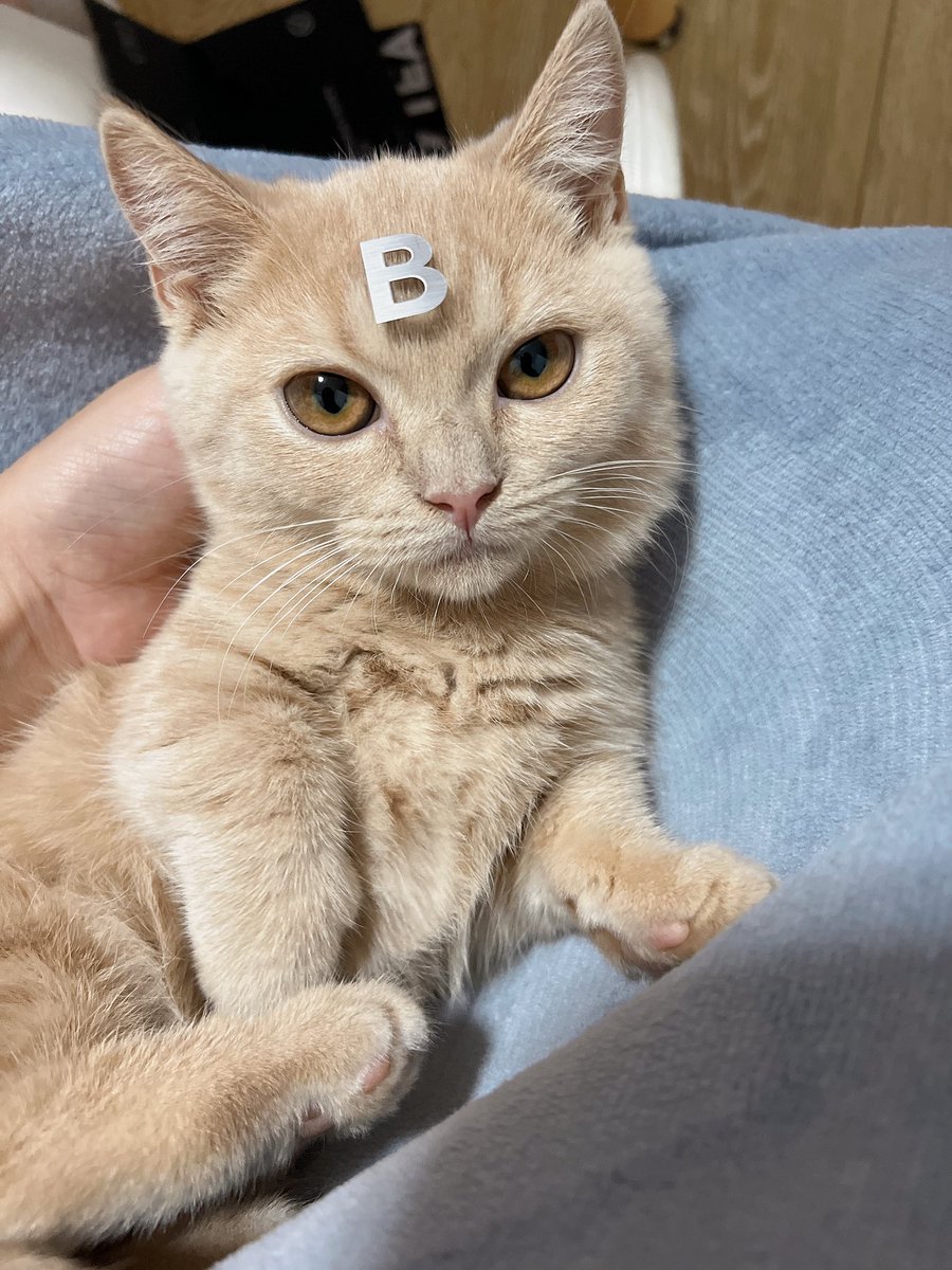 bb猫，家里最吵的猫 https://t.co/I23WSBfbOW
