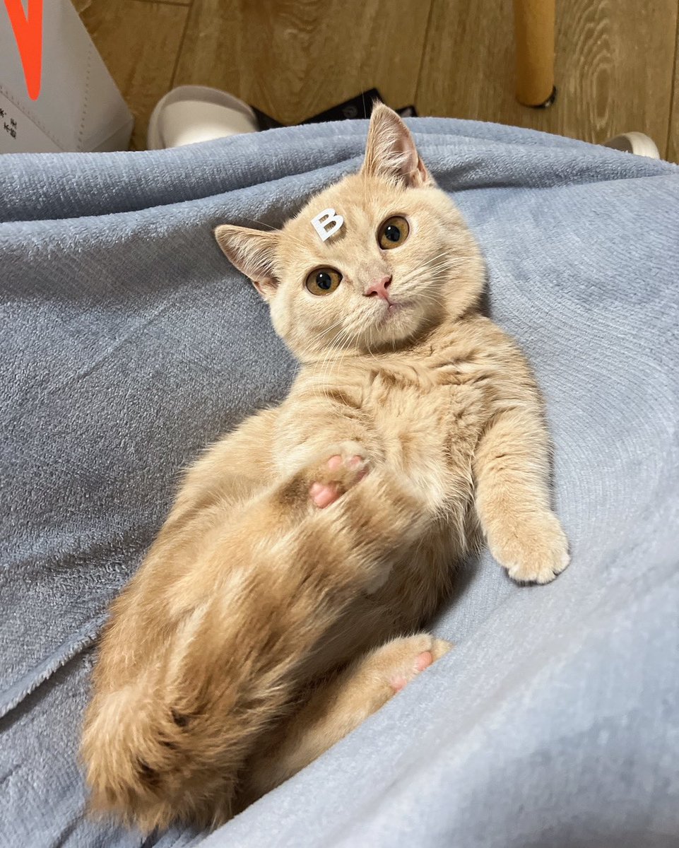 bb猫，家里最吵的猫 https://t.co/I23WSBfbOW