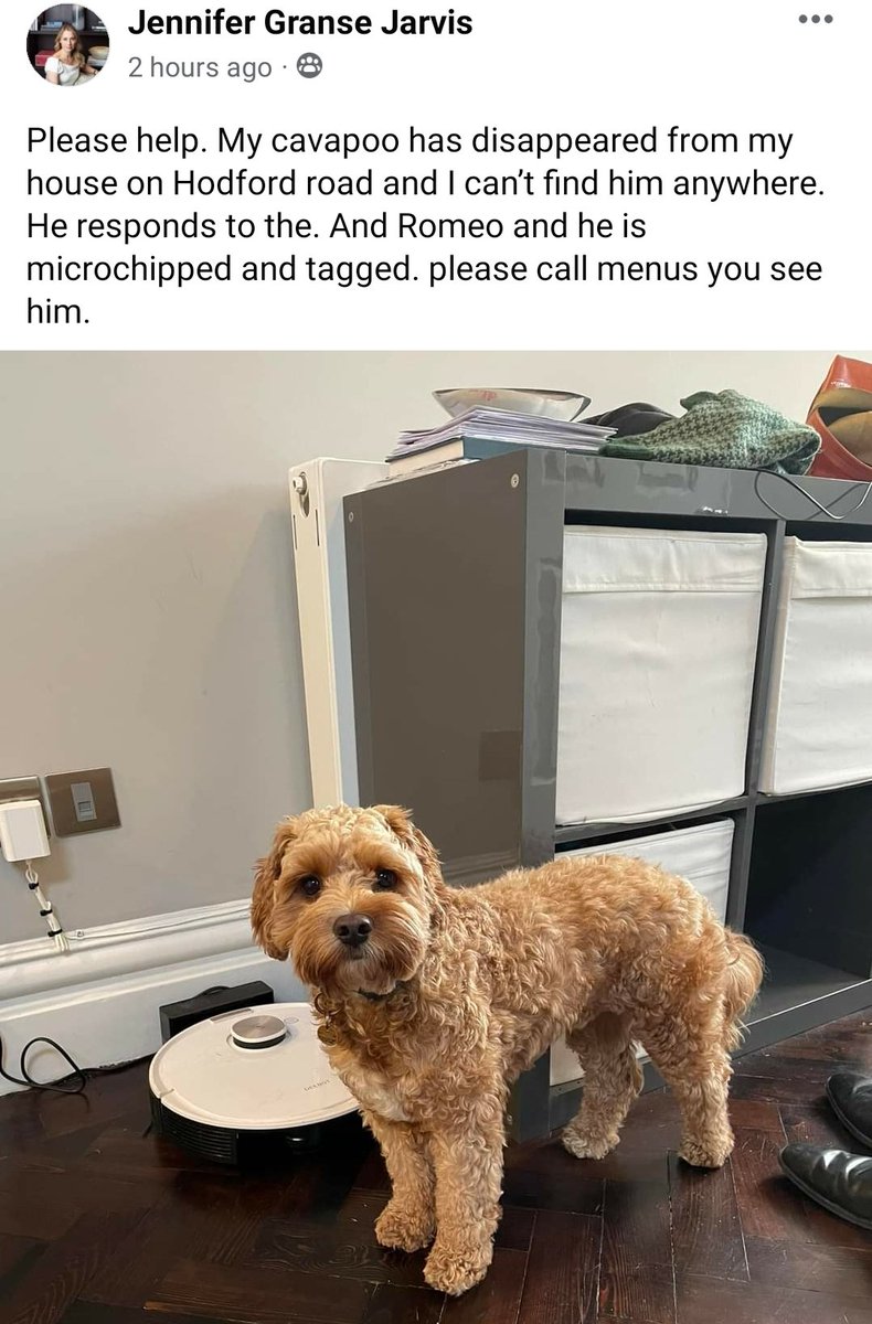 Romeo went missing from Hodford Rd #NW11 earlier today #LostDog 
<a href="/DogLostUK/">DogLost</a>