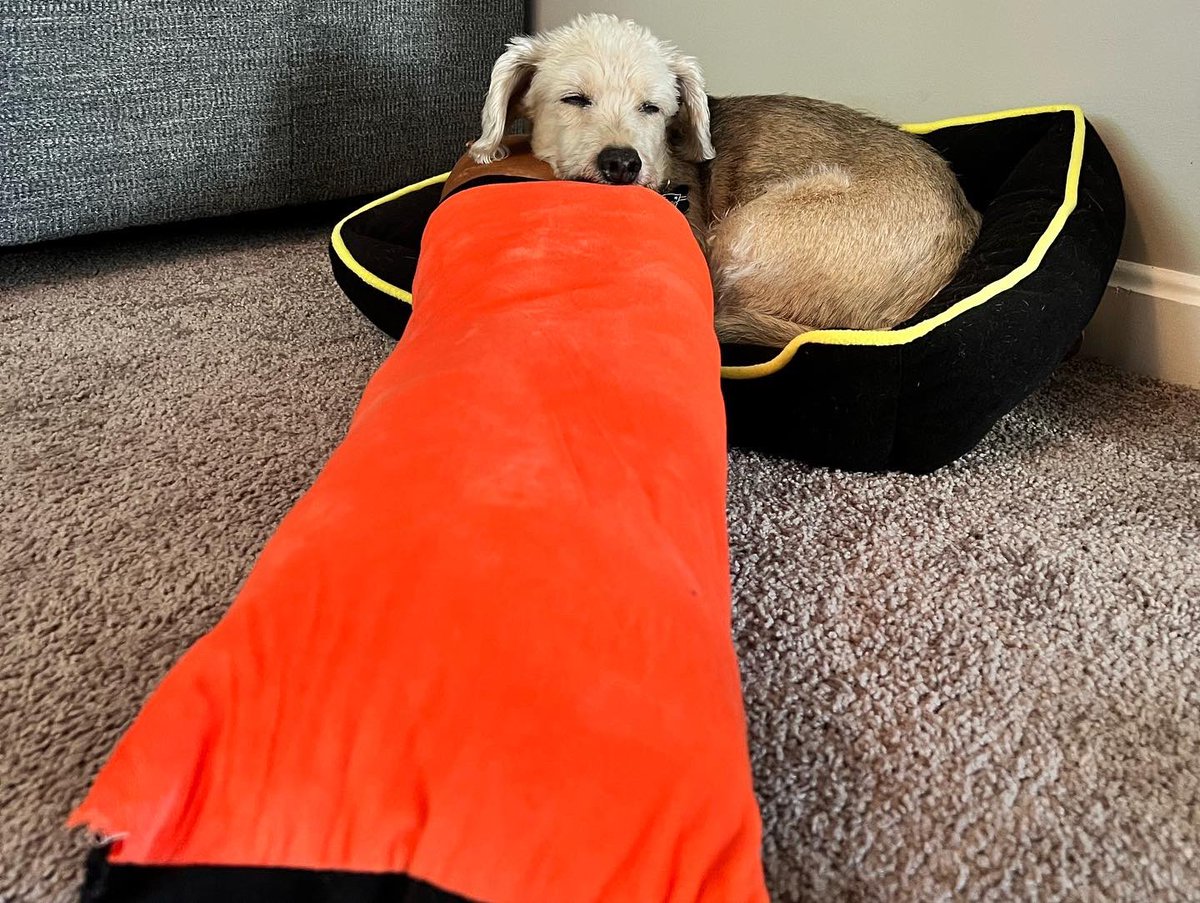 KenPerryArt's tweet photo. When you simply must nap with your new crinkle/squeak toy https://t.co/MNt3RNywuA