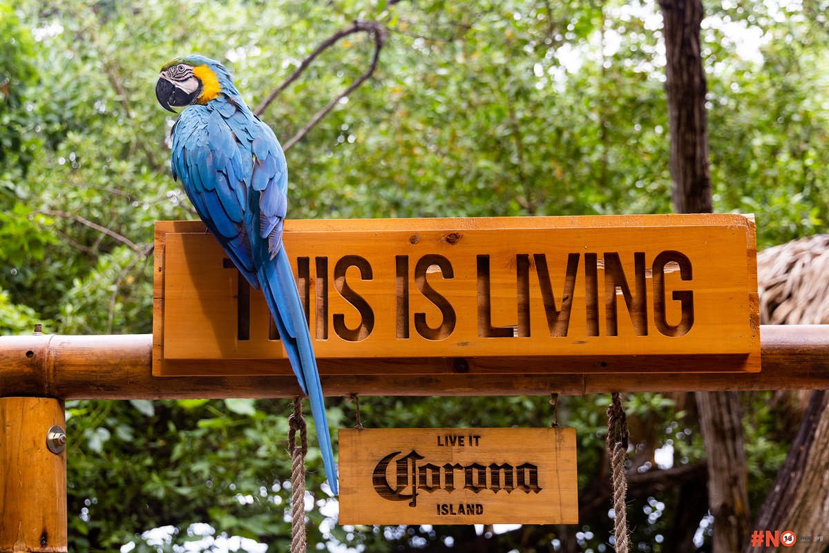 My homie <a href="/KierranAllen/">Kierran Allen</a> just released a video of our experience at #CoronaIsland. Click on the link to watch the video #Thisisliving 
youtu.be/v3EfUNI5Ovo