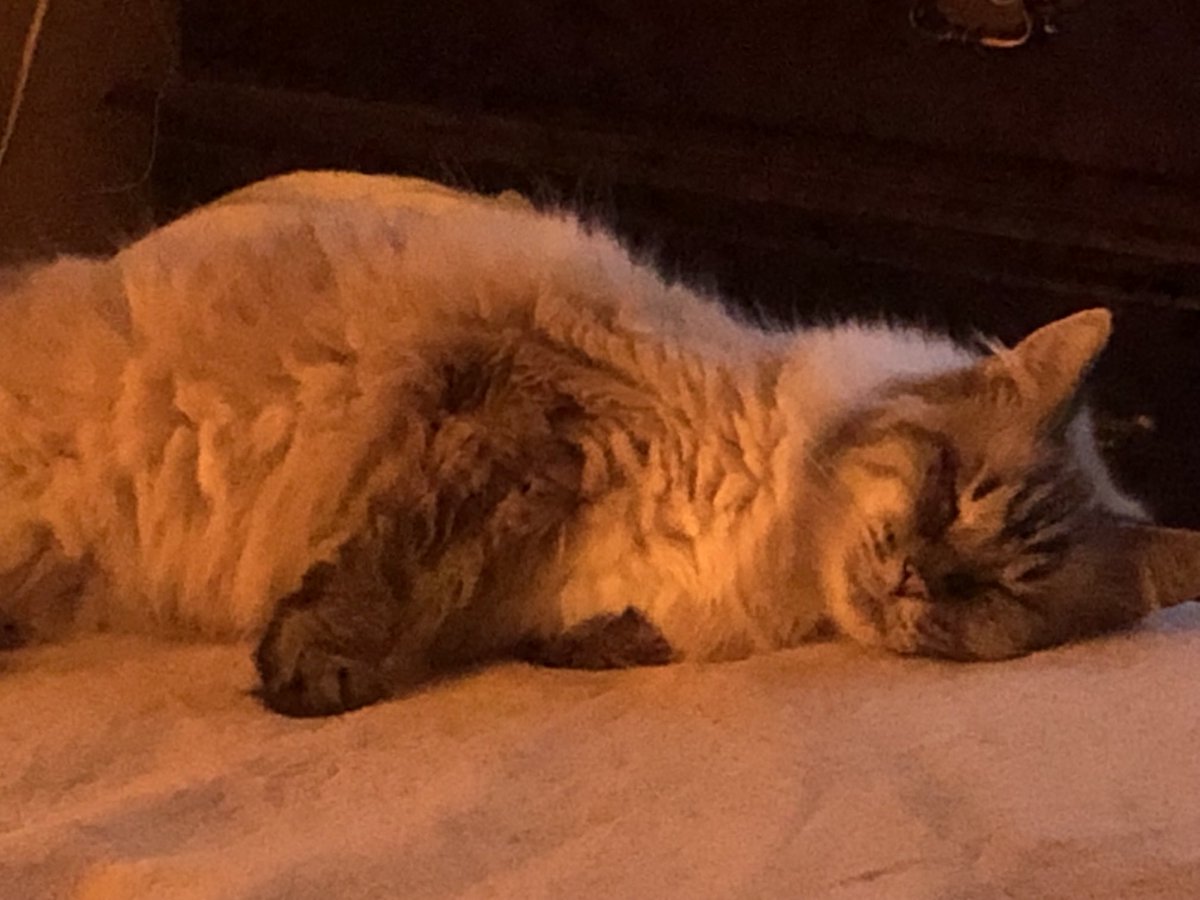 Reagan Piper Rose tweet media