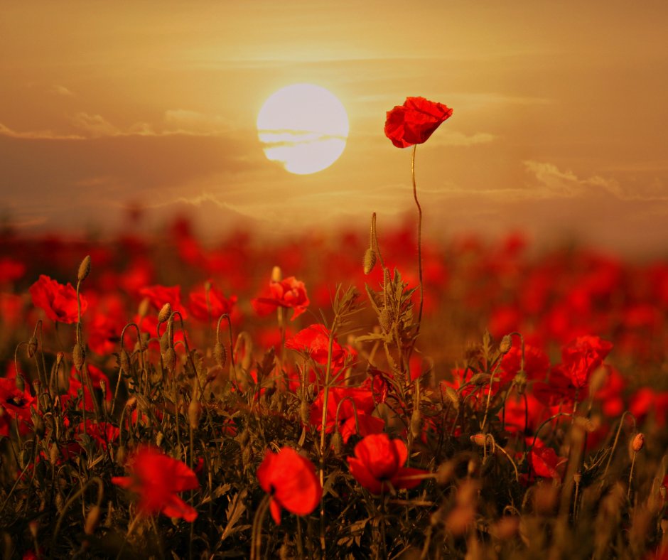 The Kilmarnock Branch of the Royal British Legion would like to extend a warm invitation to the Remembrance Sunday Veterans Gathering in West Netherton Bowling Club from 12.30pm - 5pm on the 13th November. All are welcome. Bar snacks and pies will be provided. ❤
