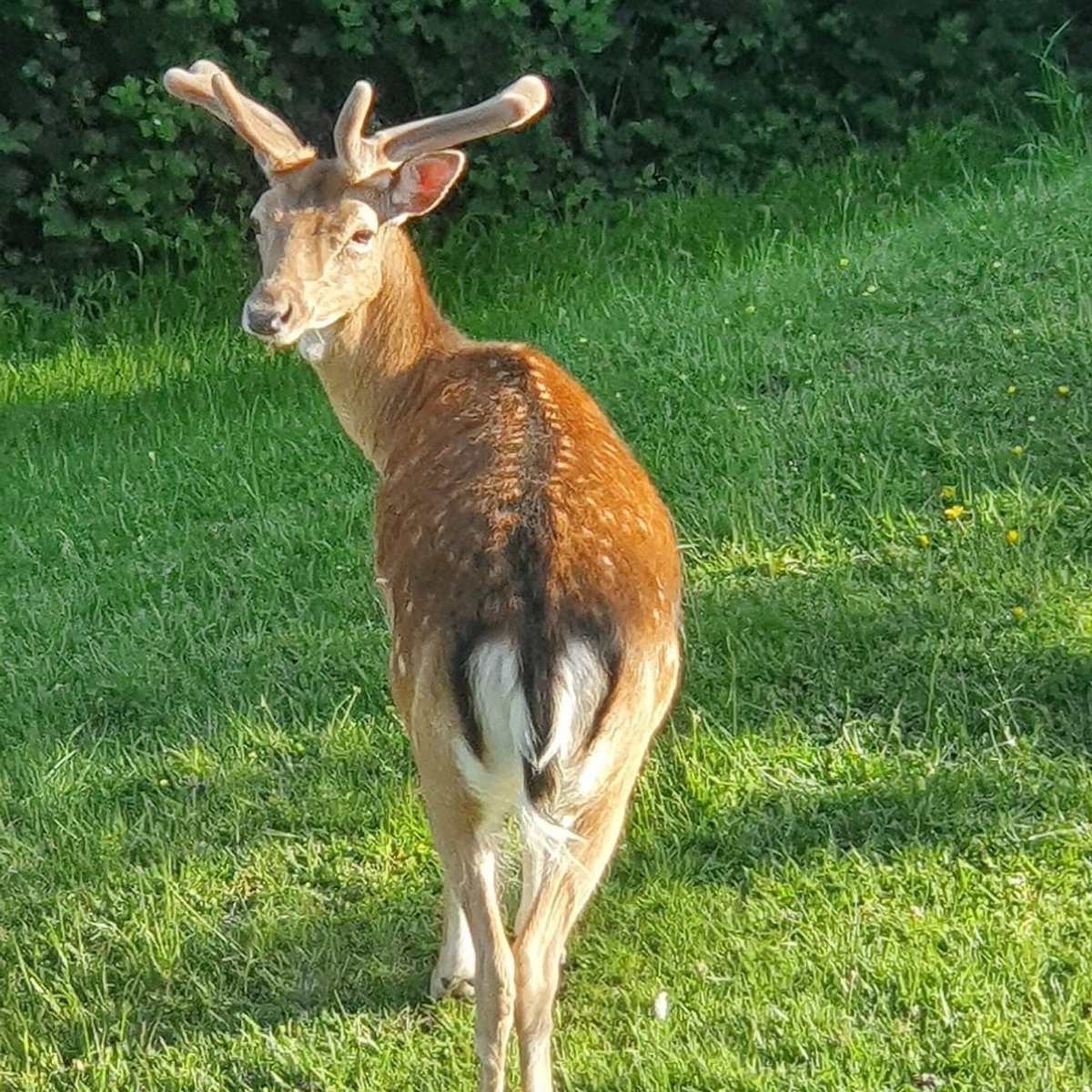 _HeartsTogether's tweet photo. How beautiful are these two photos taken of the deer in our garden in June by one of our guests! Who else spotted the deer during their stay? We are so lucky to have them!
#heartstogether #localcharity #deerplymouth #plymouthcharity #hospitalhotel https://t.co/ripPmOXuVK