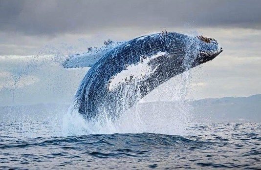 DefendamsChiloe's tweet photo. ¡Buenos días! 
Hermosa secuencia del salto de ballena Jorobada en Puñihuil #Ancud.
Es la + acrobática de las ballenas y frecuentemente realiza saltos fuera del agua, siendo la única ballena capaz de sacar todo su cuerpo fuera del agua.
#FelizJueves desde 
#Chiloé
📸 JRamirez https://t.co/v2opbtQHP0