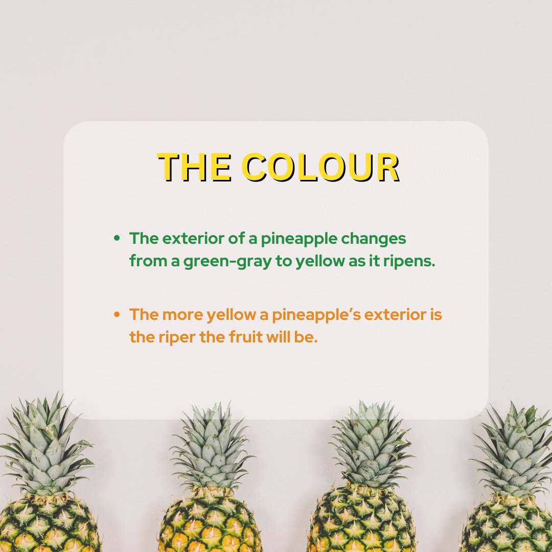 mapmycrop's tweet photo. Ripe? Ready to eat? How to tell?
#pineapple #puregoldpineapples #Pineappleripe #ripe #ripened #pineappleripened #flavor #smellsgood #goodflavor #juice #pineapplejuice #taste #goodtaste #tastegood #pineappletree #pineapplesize #pineapplefruit #pineappletropical https://t.co/R8475ml2YB