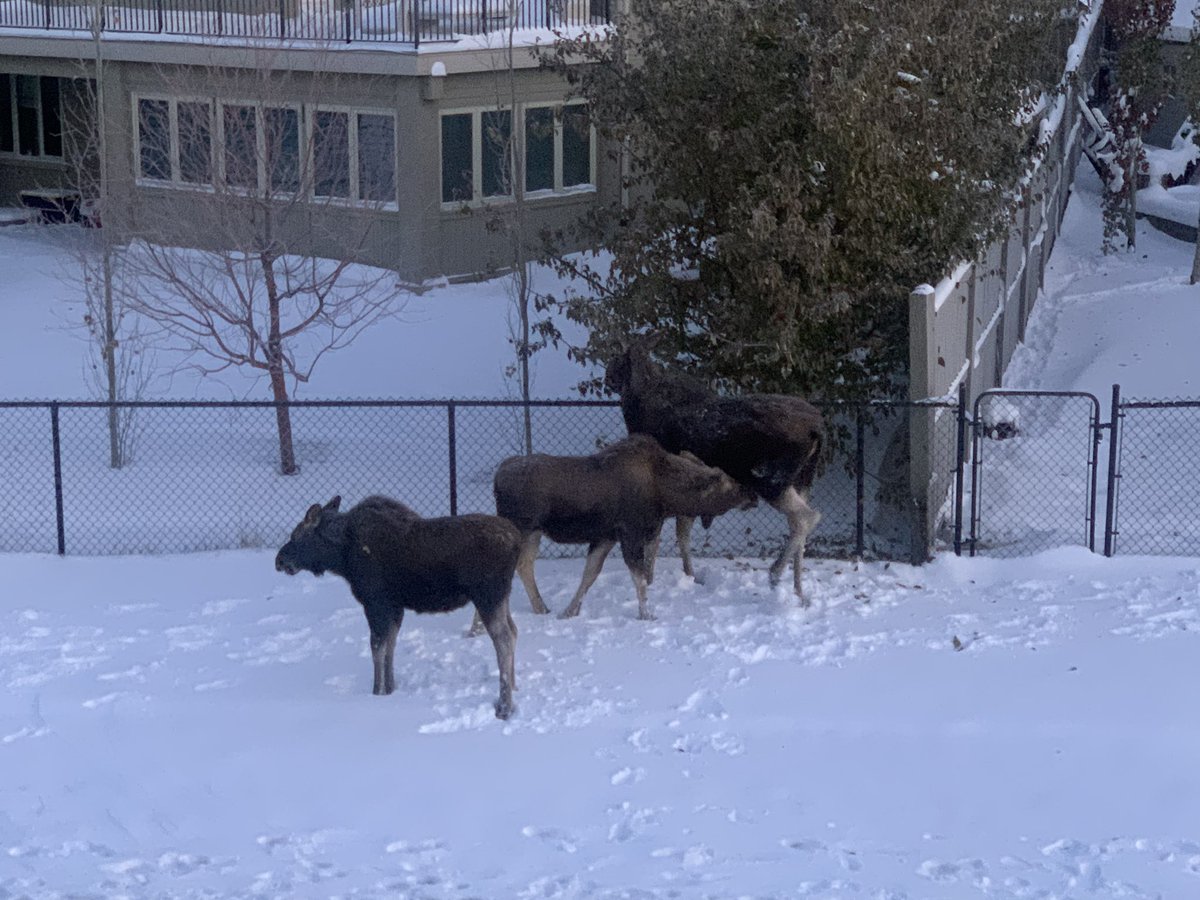 Been living in Canada for a year now. About time the moose came to say hi. 😳😍