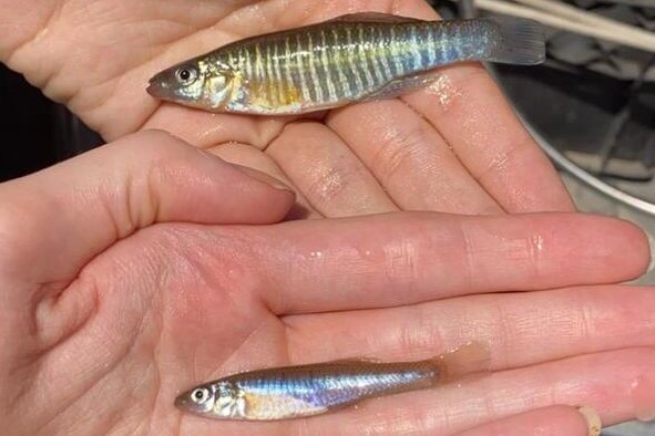 Q: What happens when non-game freshwater fish are introduced within the US but outside their native range?
A: We don't know! Only 13% of these fish have been studied for their potential impacts!
Find out more in our new lit. review🐟 @ERLarsonLab 
aces.illinois.edu/news/illinois-…